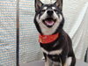 満面の笑みでトリミング満喫！「換毛期のシャンプー【どっぐさろんあきゅ　小型犬専門　トリミング　ペットサロン　京都市南区上鳥羽】」