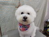ふわふわで可愛い！「だらーんとプー足【どっぐさろんあきゅ　小型犬専門　トリミング　ペットサロン　京都市南区上鳥羽】」