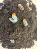 「別府市　学習塾RainBow　クワガタ仕入れ状況　【別府　塾　クワガタ　クワガタ飼育　クワガタ販売　オオクワランド】」