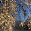夜桜ライトアップとともに楽しむ、春のトレビ時間