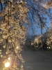 「夜桜ライトアップとともに楽しむ、春のトレビ時間」