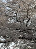 まだ、桜が咲いていました。「1995年の創業から育んだ確かな探偵力で必ず「あなた」の抱えたお悩みを解決致します。無理な営業は一切致しません。ご安心下さい。」