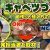 プロが教える! キャベツ栽培における基礎知識と品種選定のポイントを解説してみました。　たねのハシモトミヤ