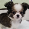 白い毛並みがかわいいチワワの子犬をご紹介します