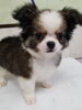 かわいい子犬に会いに来てください「白い毛並みがかわいいチワワの子犬をご紹介します」