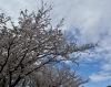進学、進級「進学、進級おめでとうございます。」