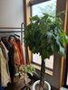 Fleur de Forêt　店内「4/15（水）こんにちは☁」
