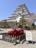鶴ヶ城天守閣と赤べこ「桜満開の鶴ヶ城へ　赤べこと春の城内散歩」