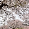 【現場レポート】【春の風物詩】桜を見に行きました。そこで感じたことを記事にしました