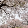 【現場レポート】【春の風物詩】桜を見に行きました。そこで感じたことを記事にしました