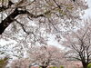  学園の杜公園の桜｜茨城県つくば市「【現場レポート】【春の風物詩】桜を見に行きました。そこで感じたことを記事にしました」