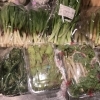 山形県直送！春の山菜いろいろ入荷しました