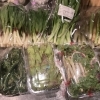 山形県直送！春の山菜いろいろ入荷しました