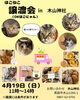 出店情報「米粉チュロス専門店　こめこねこ　4/19 出店情報」