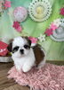 丁寧なお世話・自家繁殖の子犬「シーズーの男の子が店頭デビューしました」