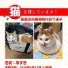 【新居浜市篠場町付近】迷い猫を探しています（不明になった日：2026年4月12日）