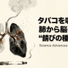タバコの煙がもたらす「肺から脳への錆びの種」