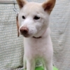シニア犬の葛藤【どっぐさろんあきゅ　小型犬専門　トリミング　ペットサロン　京都市南区上鳥羽】