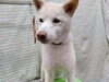 キレイでふわふわ「シニア犬の葛藤【どっぐさろんあきゅ　小型犬専門　トリミング　ペットサロン　京都市南区上鳥羽】」