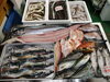 令和8年 4月16日 店内「📣本日のお魚情報🐟」