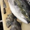 佐渡島の天然釣り鰤！