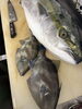驚きの新鮮さ！獲れたてそのまま「佐渡島の天然釣り鰤！」