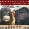 ボルネオオランウータンのジェニファー及びハヤト国際共同繁殖応援プロジェクトによるクラウドファンディングの実施について