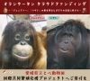 「ボルネオオランウータンのジェニファー及びハヤト国際共同繁殖応援プロジェクトによるクラウドファンディングの実施について」