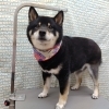 シャンプー、シャンプー【どっぐさろんあきゅ　小型犬専門　トリミング　ペットサロン　京都市南区上鳥羽】