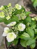 紫陽花「本日の境内の様子です」