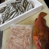 アカハタ、天然の稚鮎