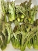 春の訪れ、旬の味覚『タラノメ』「春の味覚・タラの芽の天ぷらはじめました」