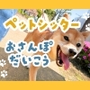 【シッター日誌】元気いっぱい！柴犬ちゃんと行く、江戸川区のお散歩代行サービス