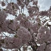 桜が満開です🌸
