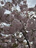 「桜が満開です🌸」