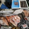 📣本日のお魚情報🐟