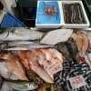 📣本日のお魚情報🐟