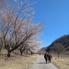 桜並木をのんびりお散歩しました🌸【富士見・原村の福祉施設ひなたぼっこ】