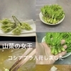 山菜の女王👸🏻💚