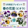 5月限定！春のビオラプレゼント