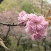桜まつり駐車場協力金についてのお知らせ📢