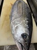 厳選された鮮魚で海鮮三昧「生キハダメジマグロ入荷！」