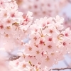 桜の季節にぴったりな、明るく軽やかな夜をReoで