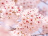 「桜の季節にぴったりな、明るく軽やかな夜をReoで」