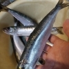 特大イワシ、ホヤ、華漣カキ