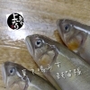 鮎入荷致しました！