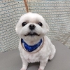 ローズの香り【どっぐさろんあきゅ　小型犬専門　トリミング　ペットサロン　京都市南区上鳥羽】