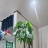 種から育てたパキラ🌿もうすぐ10年。花は咲くのでしょうか？