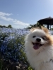 帰りの車で爆睡する犬「たまには健康な生活もしないとね【休日投稿】」