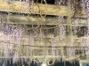 「樹齢400年の藤が見頃に！西条市喜多川の観音堂「藤の花食堂」とライトアップ情報！（2026年4月18日撮影）」